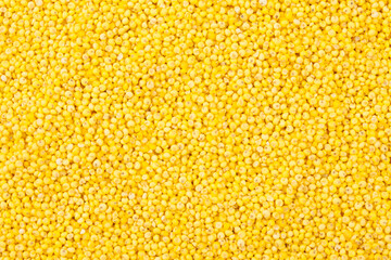  An annual herb from the crested family. The height is 50~120cm, the leaves are alternate, and the ears droop downward as they ripen in fall.
