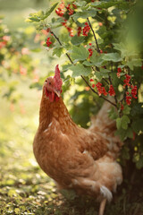 A photo of a domestic chicken near a redcurrant bush.