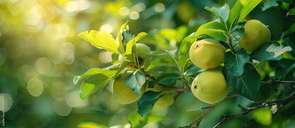 Poster a green tree with young quince fruits growing on a branch, set against a background of lush foliage,