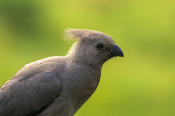 Kgalagadi Transfrontier Park one of the great parks of South Africa wildlife and hospitality in the Kalahari desert