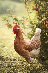 A photo of a domestic chicken near a redcurrant bush.