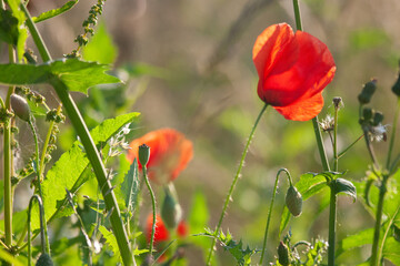 poppy flowers and buds in a field