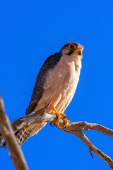 Kgalagadi Transfrontier Park one of the great parks of South Africa wildlife and hospitality in the Kalahari desert
