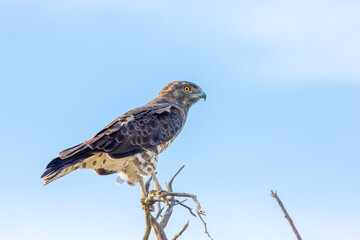Kgalagadi Transfrontier Park one of the great parks of South Africa wildlife and hospitality in the Kalahari desert
