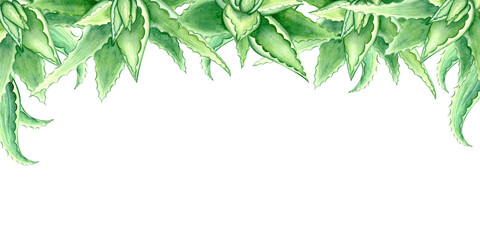 Fototapeta premium Seamless banner, endless print, border, frame. Hand drawn frame of green watercolor aloe vera illustration, one aloe vera element, green succulent on white background.