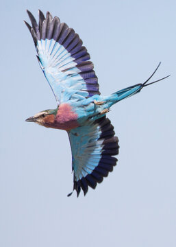 View of lilac-breasted roller in flight, Victoria Falls, Zimbabwe.