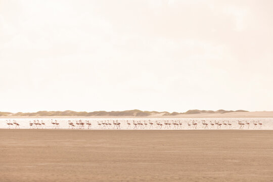 View of flamingos and beach with serene coastline, Ilha Lunene, Inhambane Province, Mozambique.