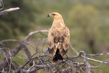 Kgalagadi Transfrontier Park one of the great parks of South Africa wildlife and hospitality in the Kalahari desert