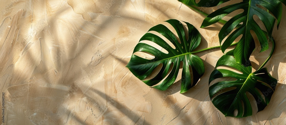 Poster overhead shot of a green monstera leaf arrangement on a colored backdrop with available copy space i