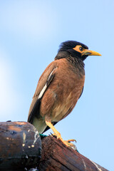 Kgalagadi Transfrontier Park one of the great parks of South Africa wildlife and hospitality in the Kalahari desert