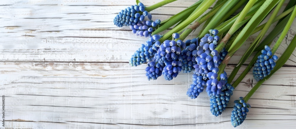 Poster top-down view of a bunch of blue muscari flowers on a white wooden surface providing a location for 