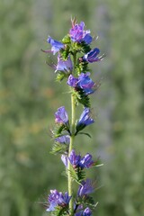 Blue echium plant will dark green background