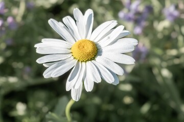 Fototapeta premium Leucanthemum maximum radial white flowers with yellow center