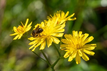 yellow narrow leaved hawksbeard with insect