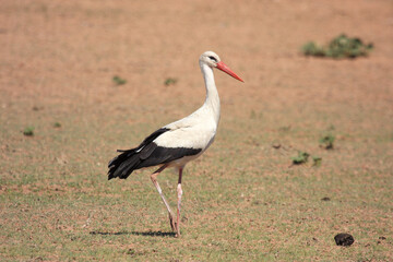 Kgalagadi Transfrontier Park one of the great parks of South Africa wildlife and hospitality in the Kalahari desert
