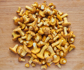Chanterelle mushrooms. Organic Fresh chanterelle on gray concrete background.