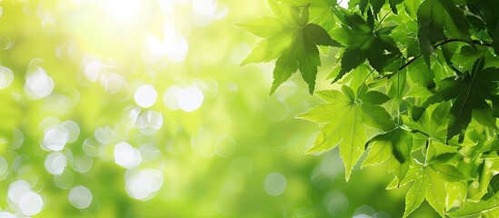 Obraz premium Vibrant green leaf thrives in the pristine spring forest setting with a clear sky, creating a peaceful environment perfect for relaxing, with copy space image.