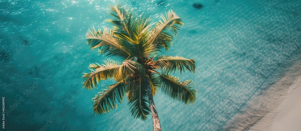 Poster top-down view of a palm tree with a background suitable for adding text or other elements in the cop