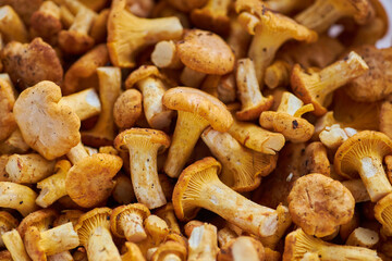 Mushroom Background. Chanterelles mushrooms just picked
