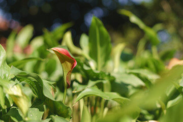Close-up of a single red calla lily flower amidst lush green foliage, highlighting its elegant shape and vibrant color.