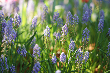 Close-up of purple grape hyacinth flowers blooming in a garden, with sunlight creating a soft bokeh effect in the background.