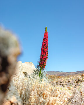 Vew of Echium wildpretii red colored flower, tower of jewels in Parque Nacional del Teide, Tenerife island