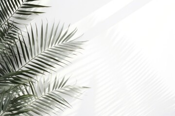 A white wall with green palm leaves and shadows outdoors nature plant.