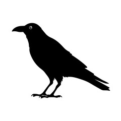 A black crow is standing on a white background