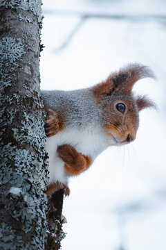 View of snow-covered Lapland forest with curious squirrel perched on tree, Sweden.