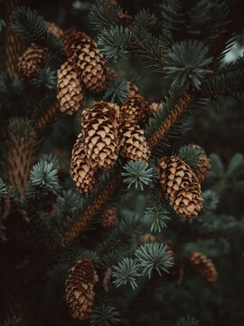 View of lush pine forest with pine cones, nordurland eystra, iceland.