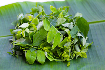 Green leaves of sauropus androgynus