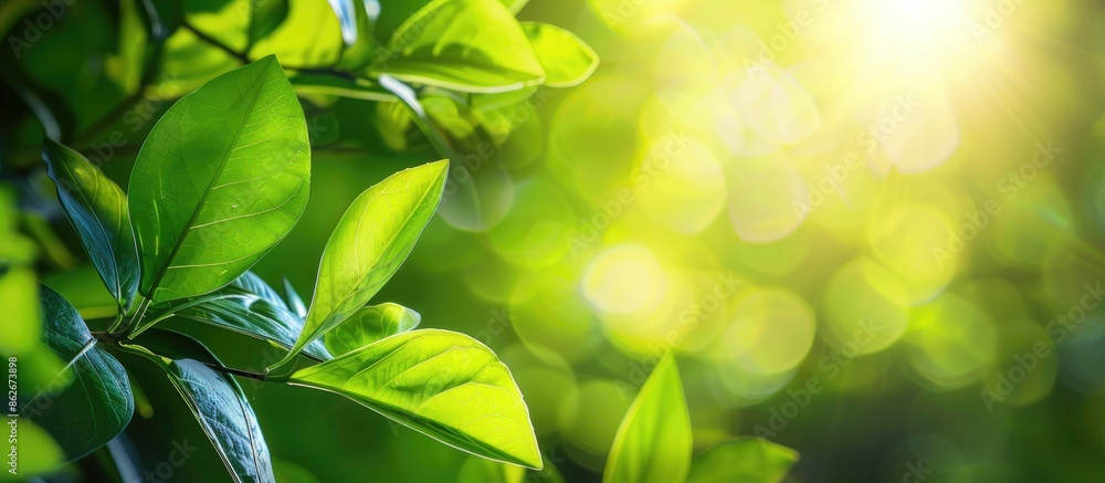 Poster use image of sunlit green leaves with blurred background for design and wallpaper, symbolizing growt