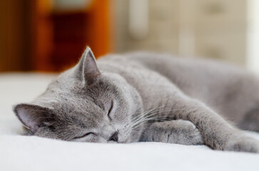 British cat sleeping on the bed