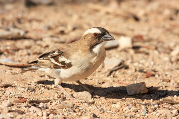 Kgalagadi Transfrontier Park one of the great parks of South Africa wildlife and hospitality in the Kalahari desert