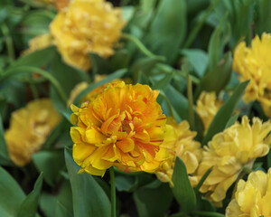 Exotic yellow blooming tulips. Spring landscape