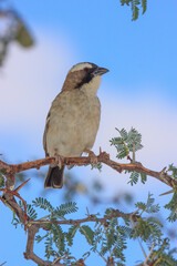 Kgalagadi Transfrontier Park one of the great parks of South Africa wildlife and hospitality in the Kalahari desert