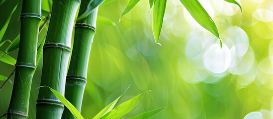 Obraz premium Durable bamboo trees provide a sturdy and adaptable backdrop for any design, perfect for a 'copy space image.'