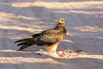 Kgalagadi Transfrontier Park one of the great parks of South Africa wildlife and hospitality in the Kalahari desert