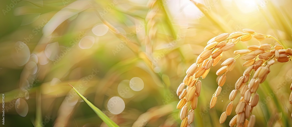 Poster blurry background with a focused sea lake golden spike of rice in a copy space image.