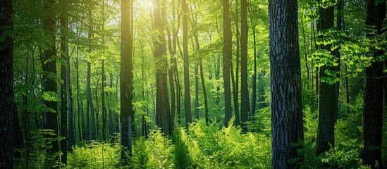 Fototapeta premium Lush green trees in a woodland setting during springtime with copy space image.