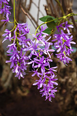Fototapeta premium Unusual varieties of lilacs. Flowers for gardens, parks. Close up