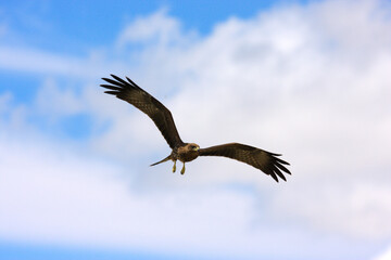 Kgalagadi Transfrontier Park one of the great parks of South Africa wildlife and hospitality in the Kalahari desert