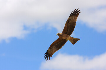 bird in hunter Kgalagadi Transfrontier Park one of the great parks of South Africa wildlife and...