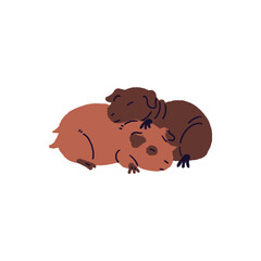 Cute couple of asleep bald and fluffy guinea pigs. Funny pair of cavies sleeps, has a rest together. Adorable small pets cuddle, relax, nap. Flat isolated vector illustration on white background