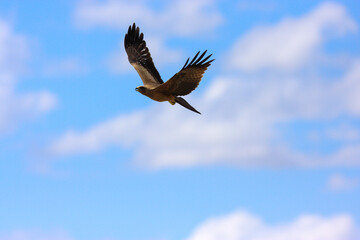 bird in hunter Kgalagadi Transfrontier Park one of the great parks of South Africa wildlife and...