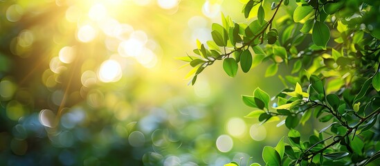 Obraz premium Nature scene with green foliage and blurred background, bathed in warm morning light, perfect for a copy space image.