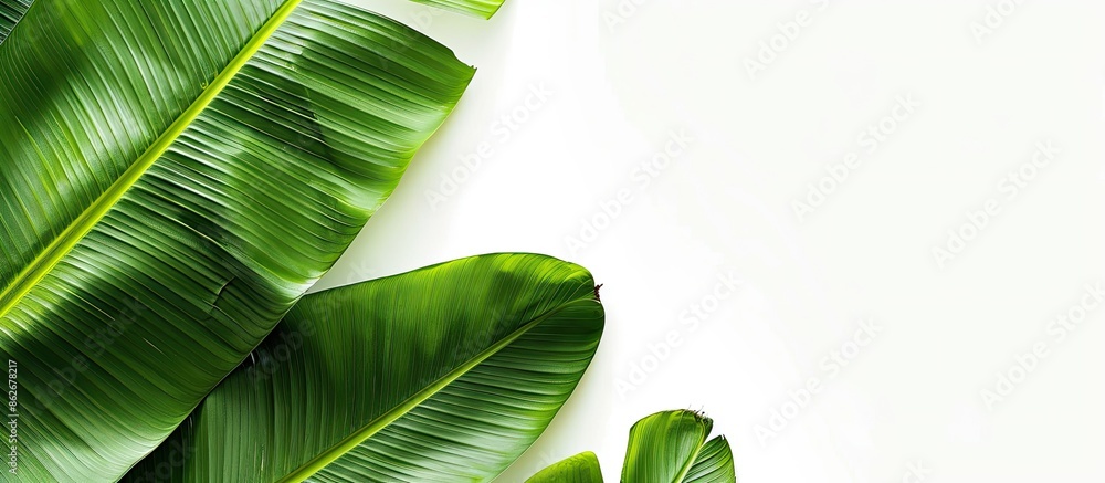 Poster background featuring a banana leaf with copy space image.
