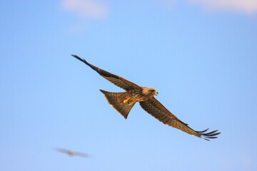 bird in hunter Kgalagadi Transfrontier Park one of the great parks of South Africa wildlife and...