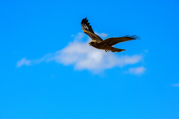 Kgalagadi Transfrontier Park one of the great parks of South Africa wildlife and hospitality in the Kalahari desert