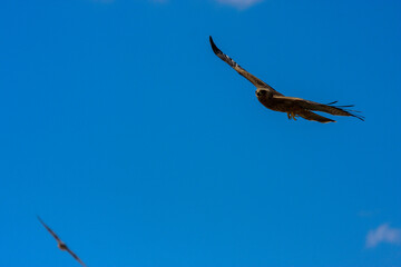 bird in hunter Kgalagadi Transfrontier Park one of the great parks of South Africa wildlife and hospitality in the Kalahari desert